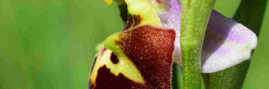 Ophrys druentica – Juin 2019