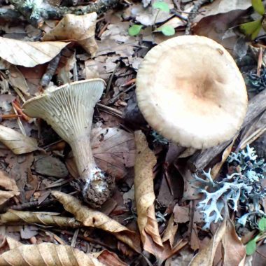 Clitocybe costata – Juillet 2019