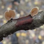 Schizophyllum amplum – Novembre 2019