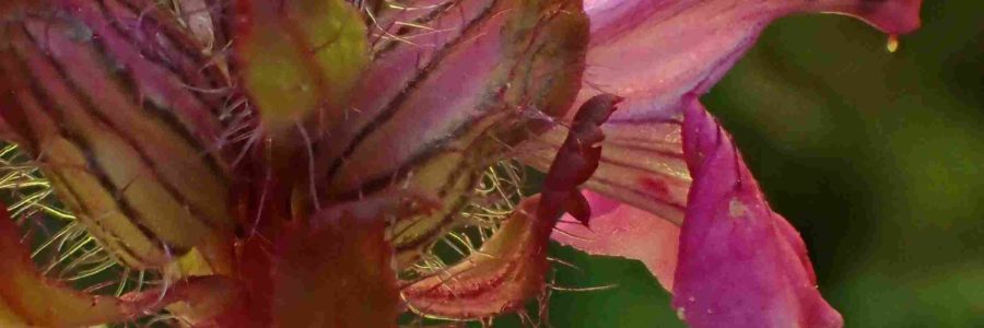 Pedicularis sylvatica – Aout 2021