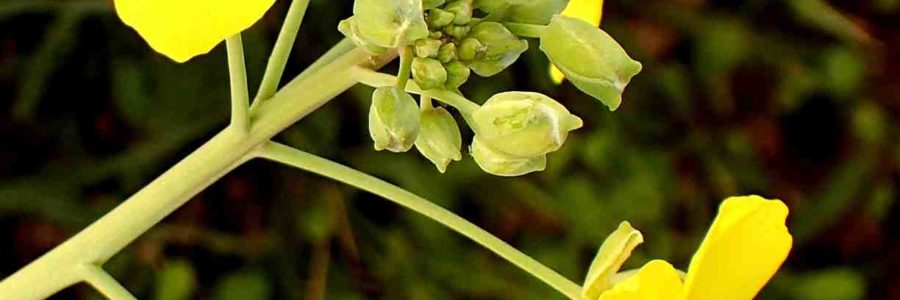 Diplotaxis tenuifolia – Novembre 2021