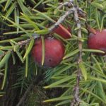 Juniperus oxycedrus – Décembre 2021