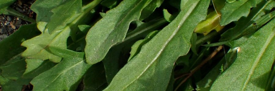 Brassica repanda  – Avril 2022