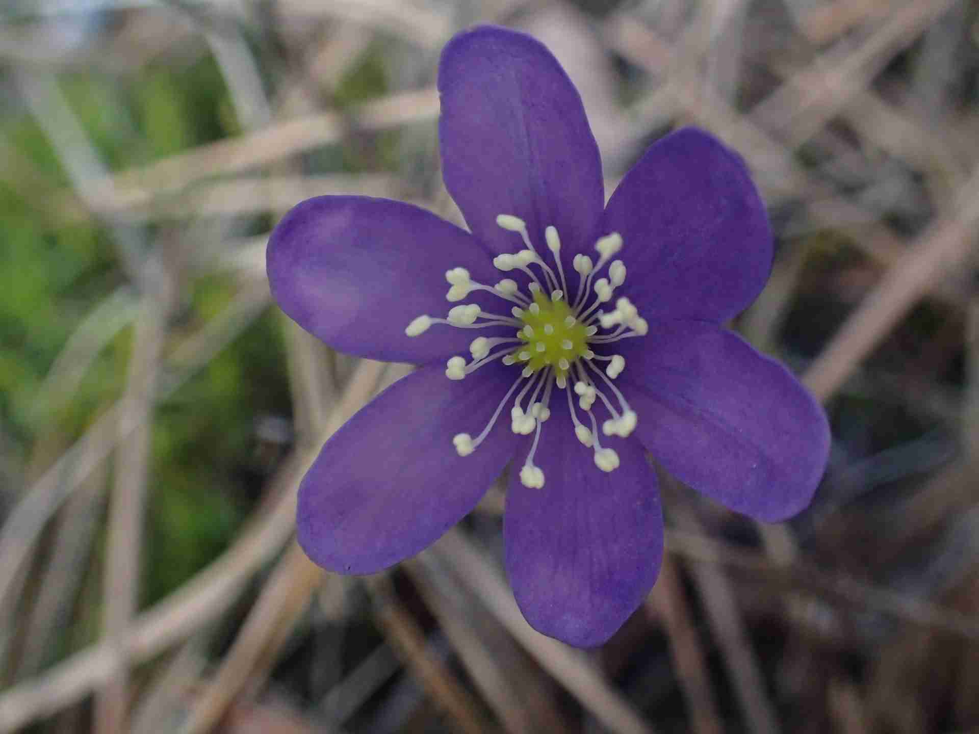 Anémone hépatique - Avril 2019 - Association Botanique et Mycologique ...