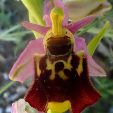 Ophrys gr. fuciflora – Mai 2019