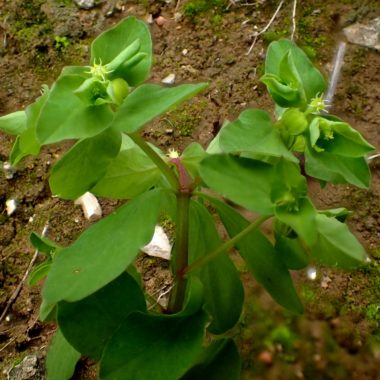 Euphorbia peplus – Décembre 2019