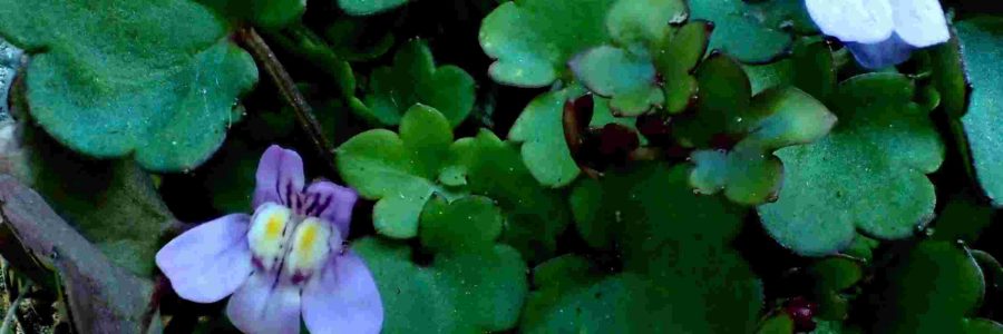 Linaria cymbalaria – Janvier 2021
