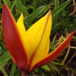 Tulipa sylvestris ssp australis – Juin 2021