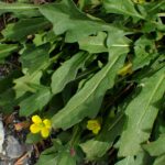 Brassica repanda  – Avril 2022